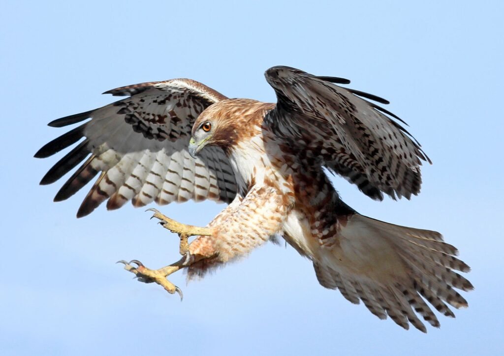 Shikra bird image