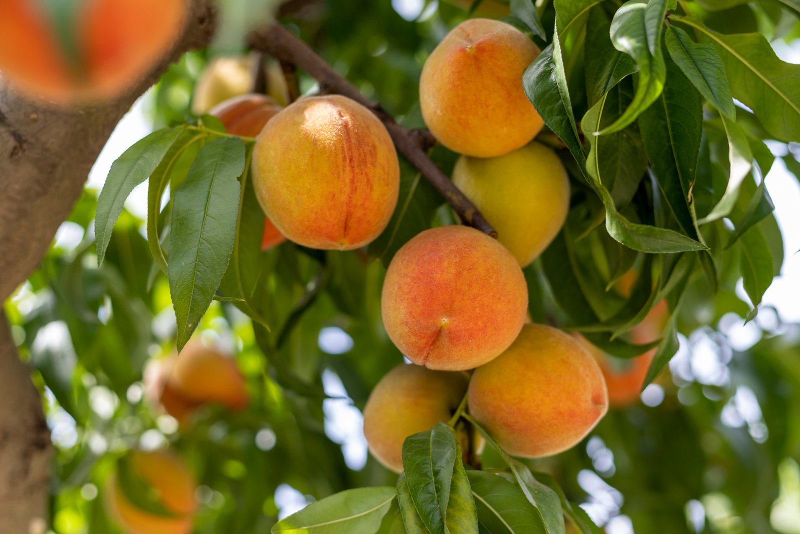  Aphid Alert: Protect Your Peach and Plum Trees Now!